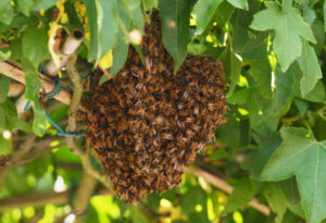 Bomberos de Matamoros atienden 11 reportes de ataques de abejas en lo que va de septiembre