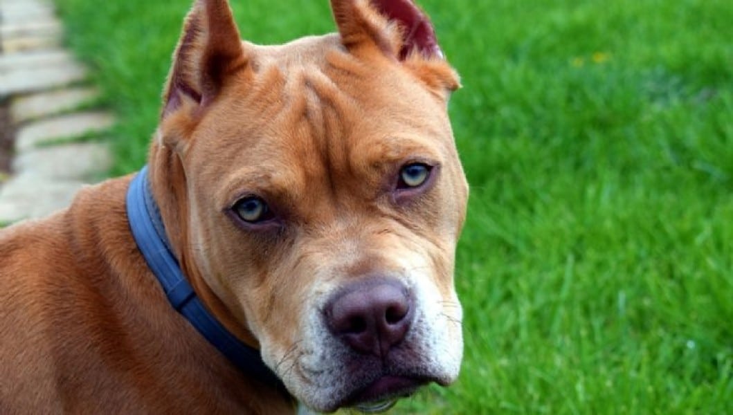 Negligencia extrema precede a muerte de niña por perro pitbull en Oklahoma