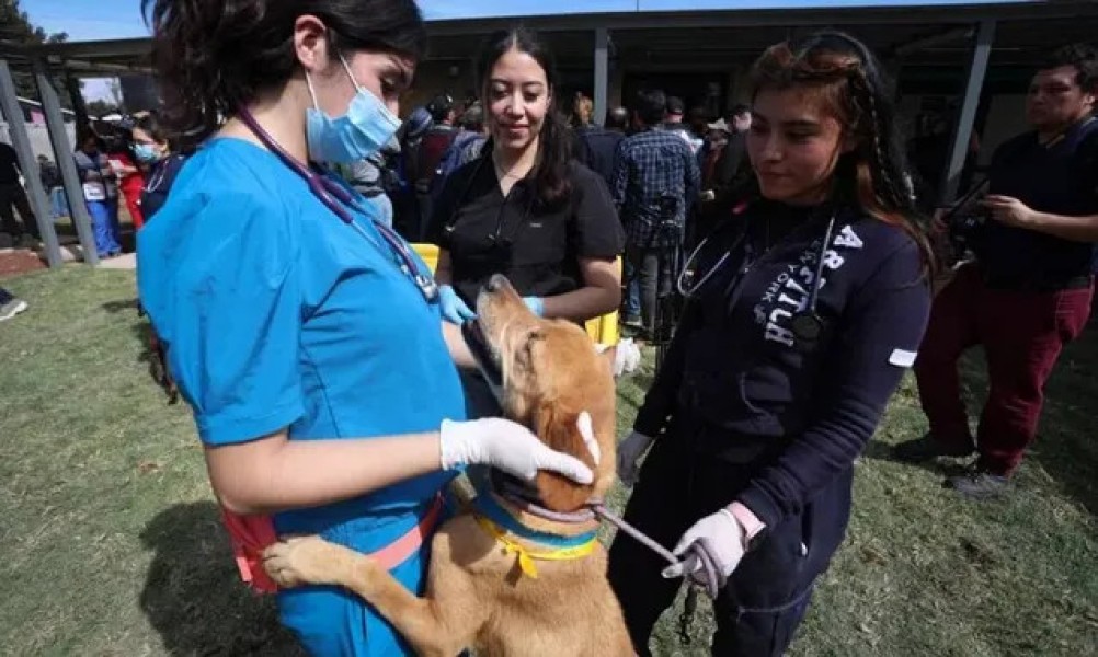 perros brigada animal